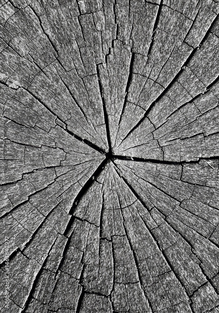 Fototapeta premium Cross Section Of A Dark Tree Trunk with Growth Ring Patterns