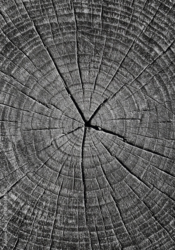 Fototapeta premium Cross Section of Tree Trunk Displaying Growth Rings Patterned Texture