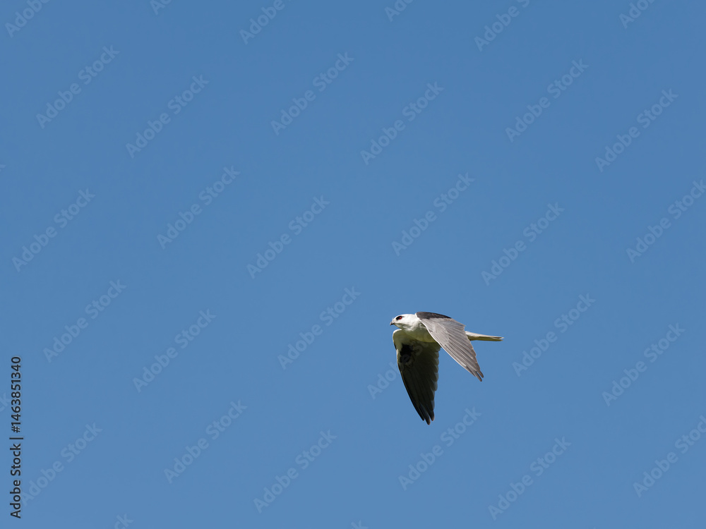 Obraz premium Australian, Black-Shouldered Kite (Elanus axillaris) in flight with clear blue-sky background