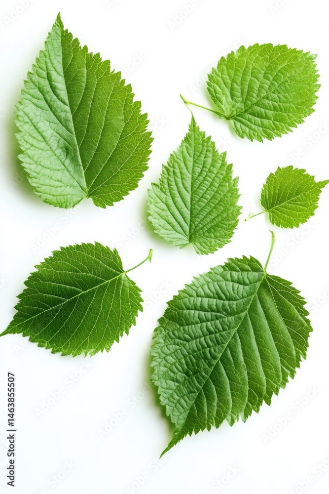 green leaves isolated on white green leaves isolated on white