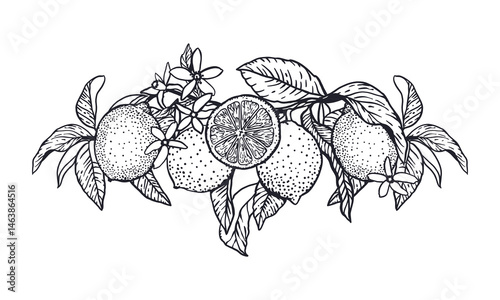 Lemons banner in graphic style with black ink. Fruits, flowers and leaves. Hand drawn vector illustration. For food and cosmetic labels, jam, lemonade, banners, posters, invitations, cards.