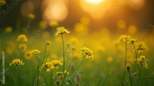 Vibrant Yellow Flowers in a Field at Sunset 3D image