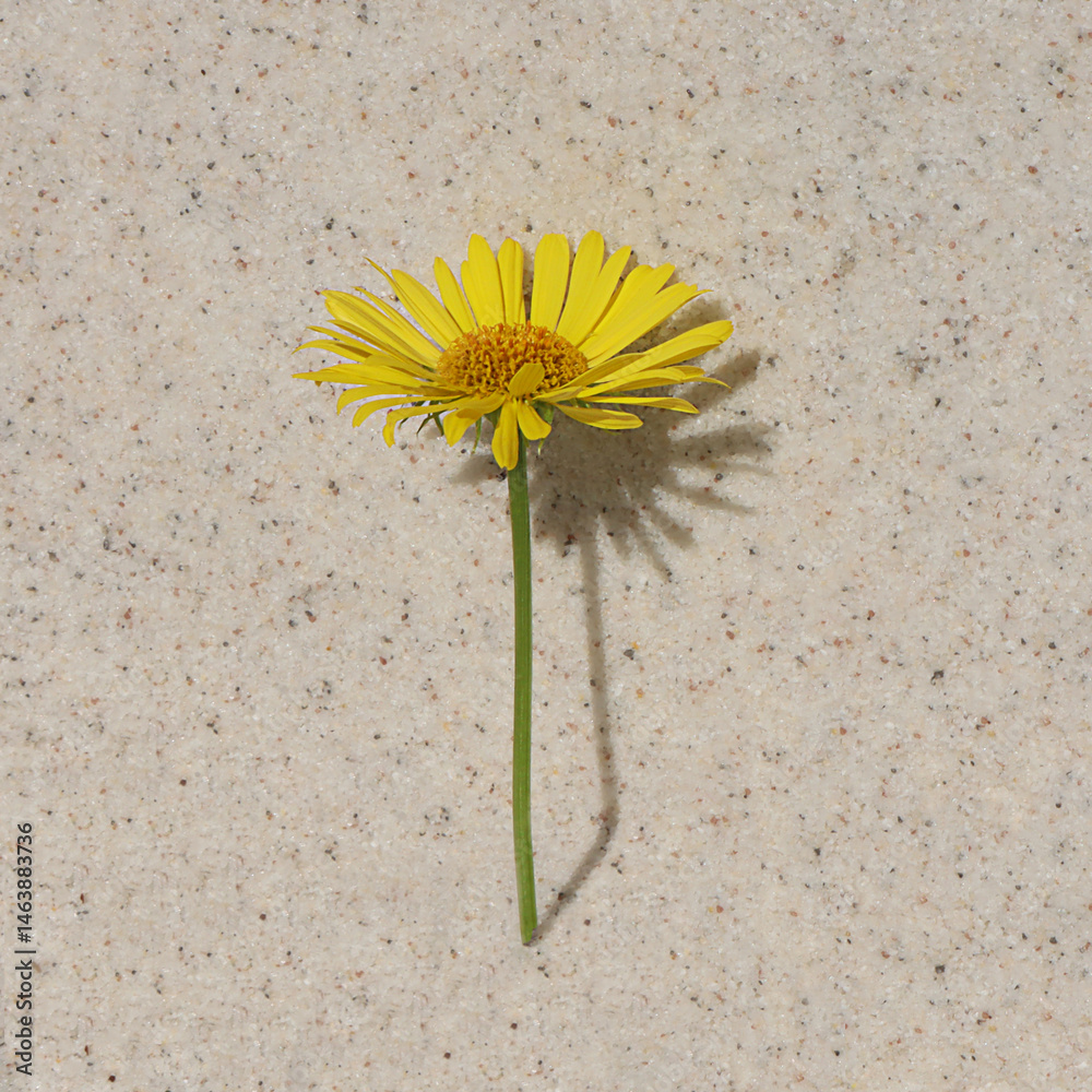 Yellow daisy flower against a light stone wall.