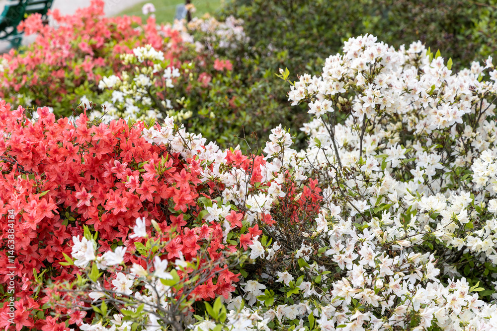 Fototapeta premium White and coral azalea bushes in spring garden