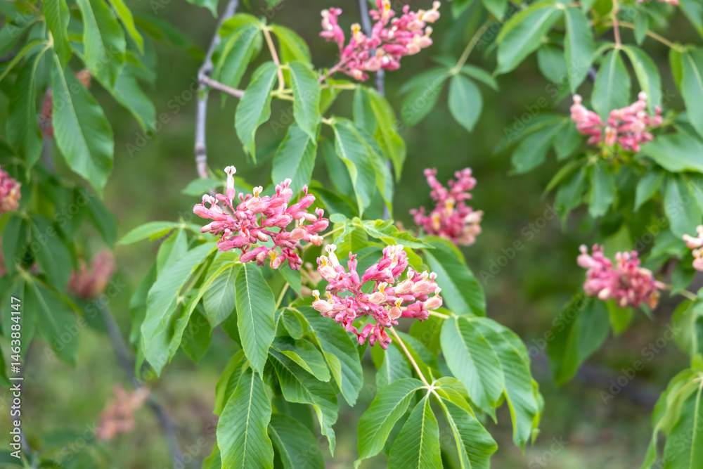 Pink buckeye tree blossoms and lush green leaves in spring