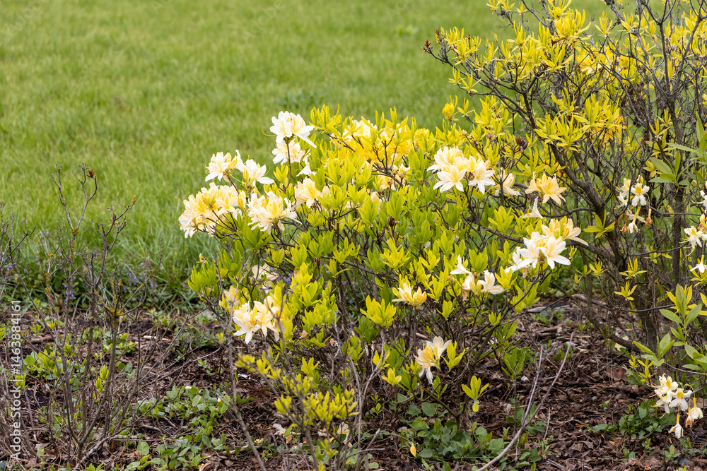 Pale yellow azalea shrub blooming in spring garden