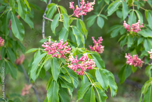 Obraz na płótnie Pink buckeye tree blossoms and lush green leaves in spring w salonie