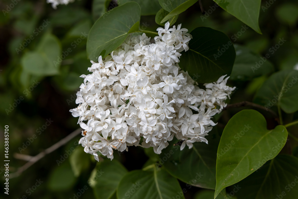 White lilac blossom cluster with green leaves in garden