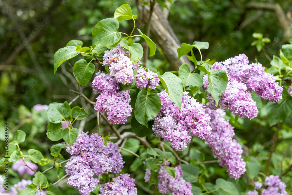 Purple lilac blossoms on garden shrub in spring