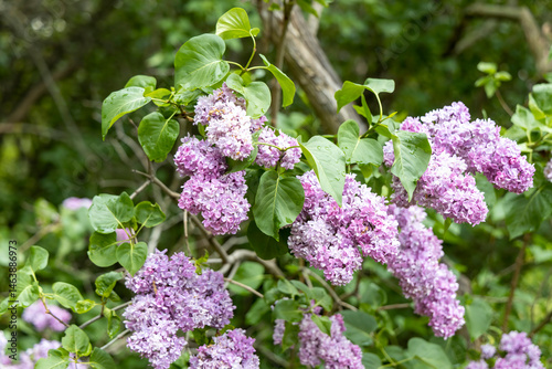 Obraz na płótnie Purple lilac blossoms on garden shrub in spring w salonie