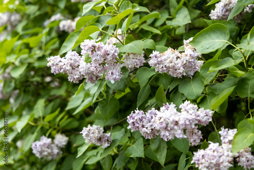 Obraz na płótnie Blooming lilac flowers on green shrub in spring garden w salonie