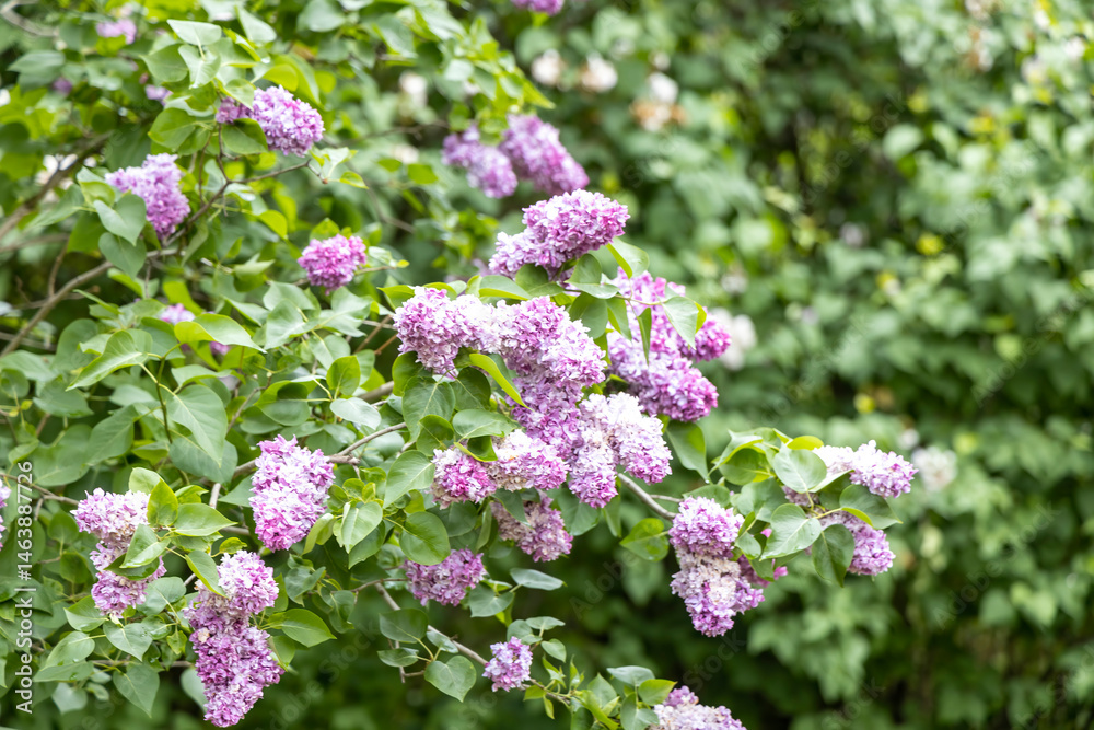Purple lilac blossoms on spring garden shrub