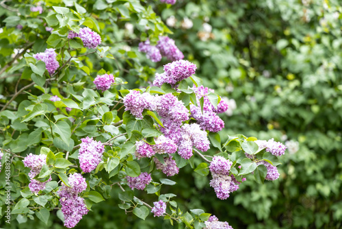 Obraz na płótnie Purple lilac blossoms on spring garden shrub w salonie