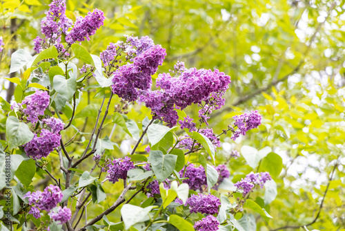 Purple lilac blossoms on sunlit spring branch