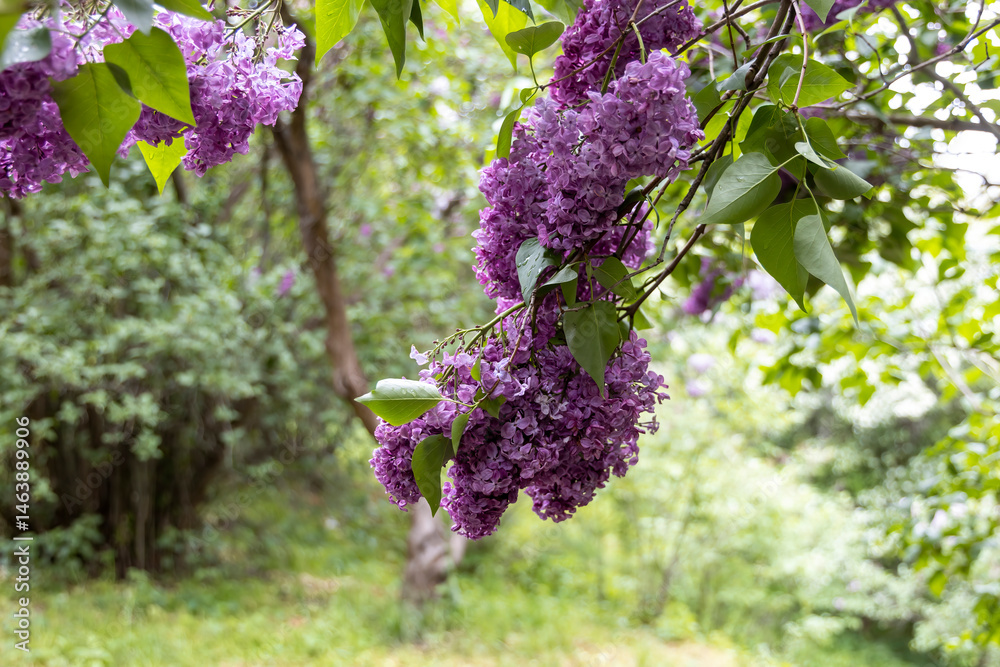 Purple lilac blossoms on branch in green spring forest