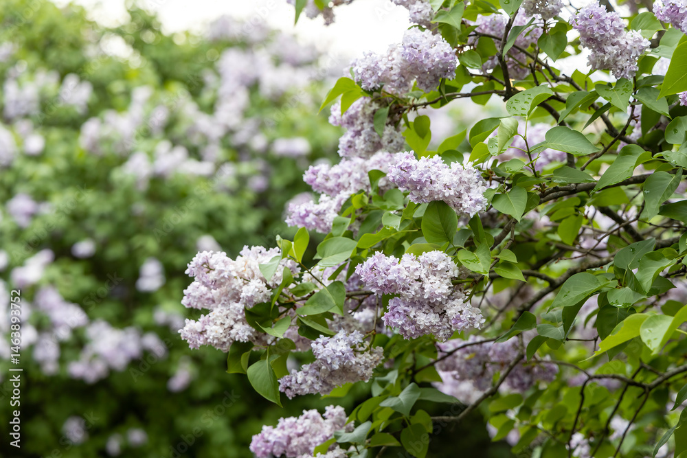 Blooming lilac branches in spring garden