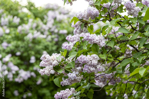Obraz na płótnie Blooming lilac branches in spring garden w salonie