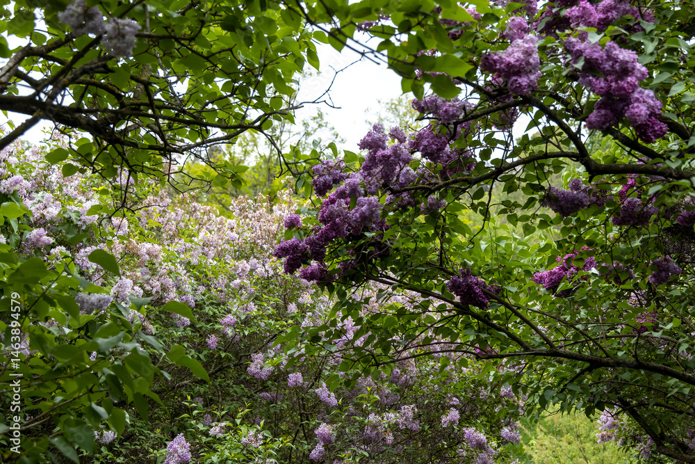 Lilac bushes blooming in lush spring garden