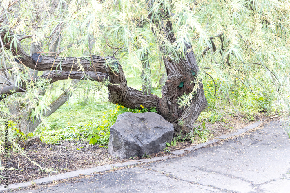 Twisted willow trunk and boulder beside park pathway