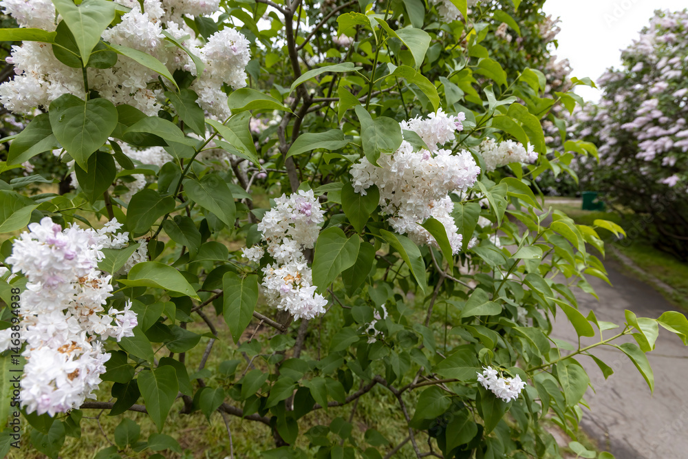White lilac blossoms along spring park pathway