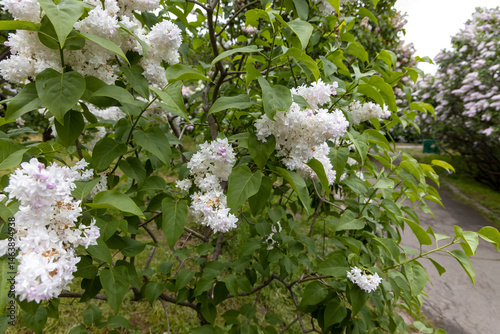 Obraz na płótnie White lilac blossoms along spring park pathway w salonie