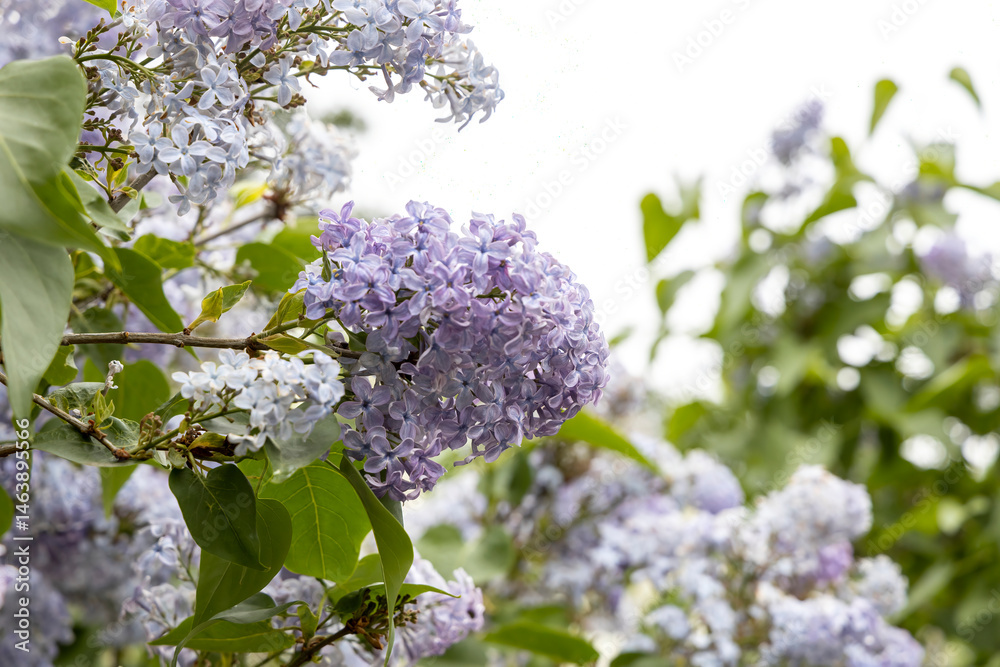 Closeup of blooming lilac cluster in spring garden