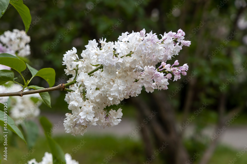 White lilac blossom branch in spring garden