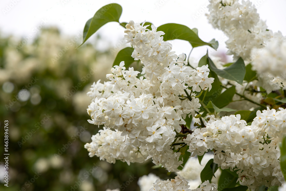 Blooming white lilac flowers on spring tree branch closeup