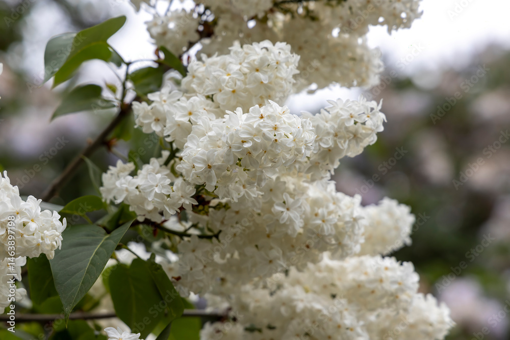 White lilac blossoms on branch in spring macro photo