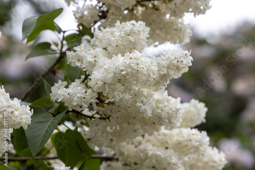 Obraz na płótnie White lilac blossoms on branch in spring macro photo w salonie