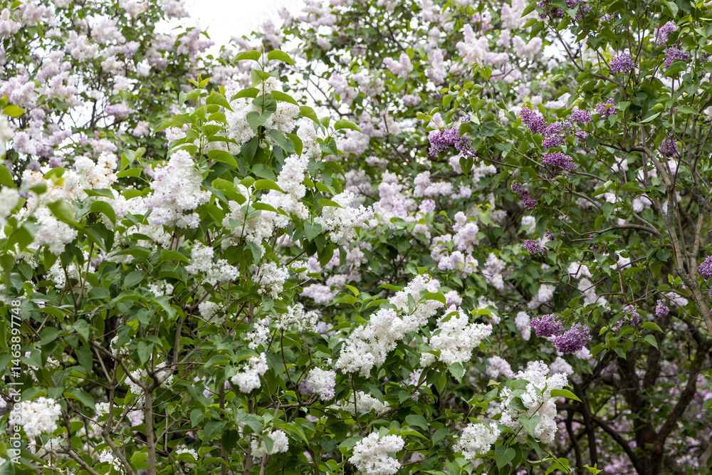 White and purple lilac blossoms in spring garden