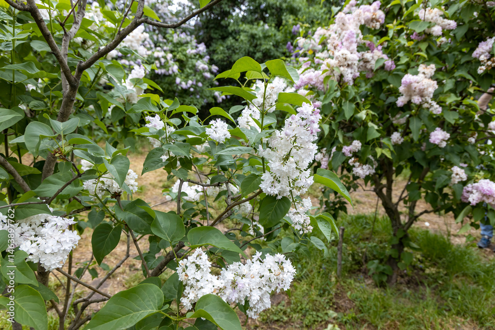 White lilac blossoms on bush in spring garden