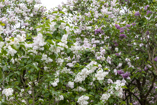 White and purple lilac blossoms in spring garden