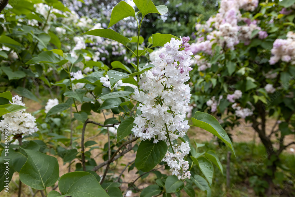 White lilac blossoms close up in spring garden