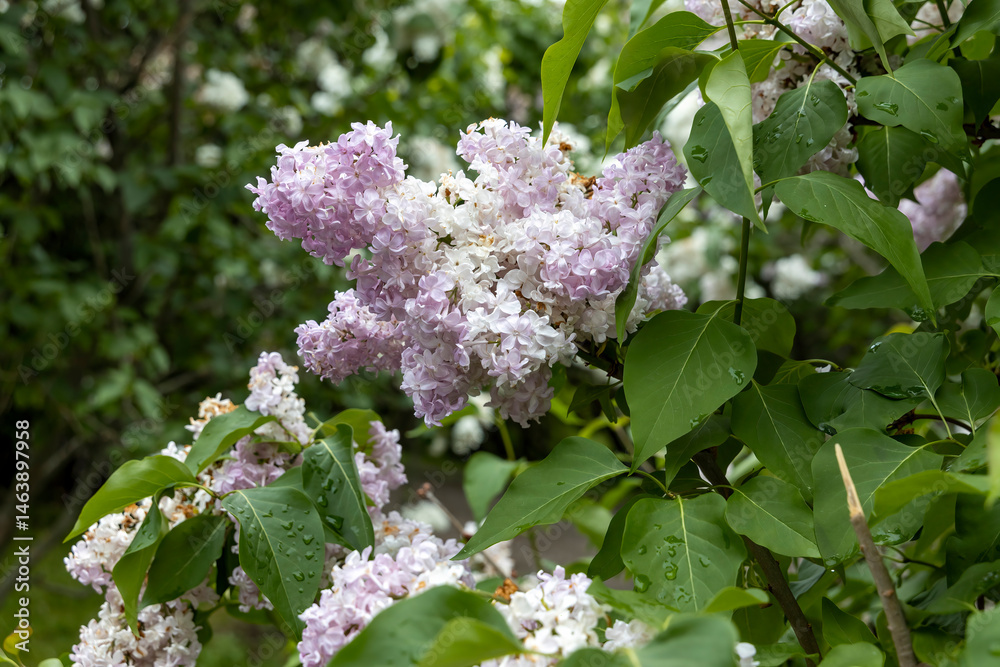 Lilac blossoms with raindrops in spring garden