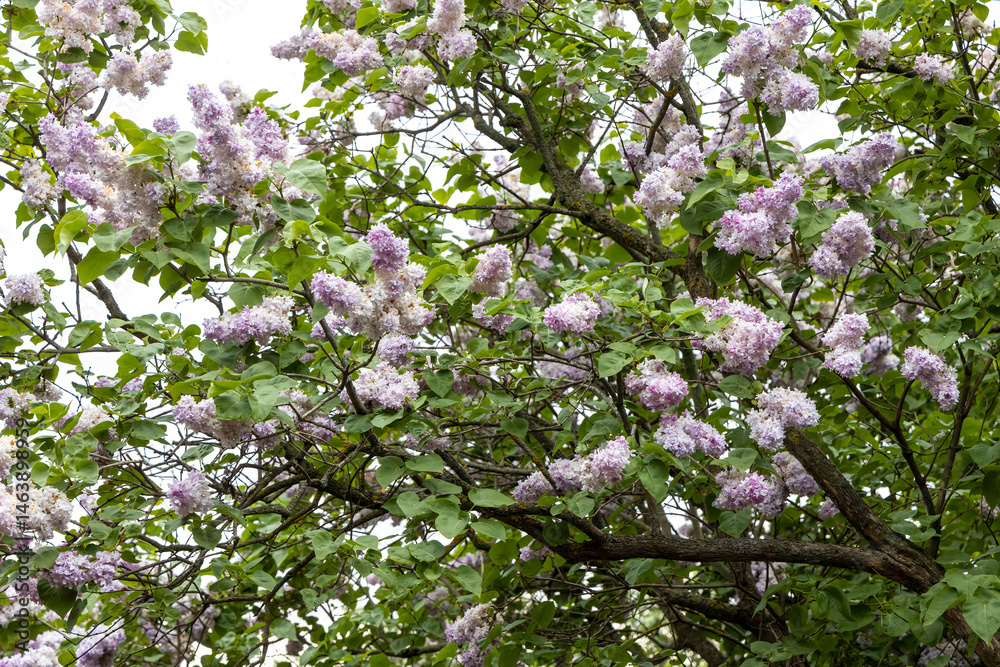 Lilac blossoms on garden tree captured in daylight