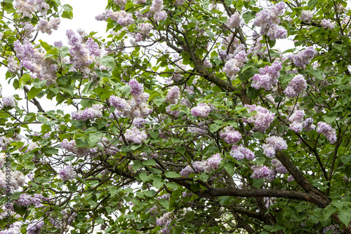 Obraz na płótnie Lilac blossoms on garden tree captured in daylight w salonie
