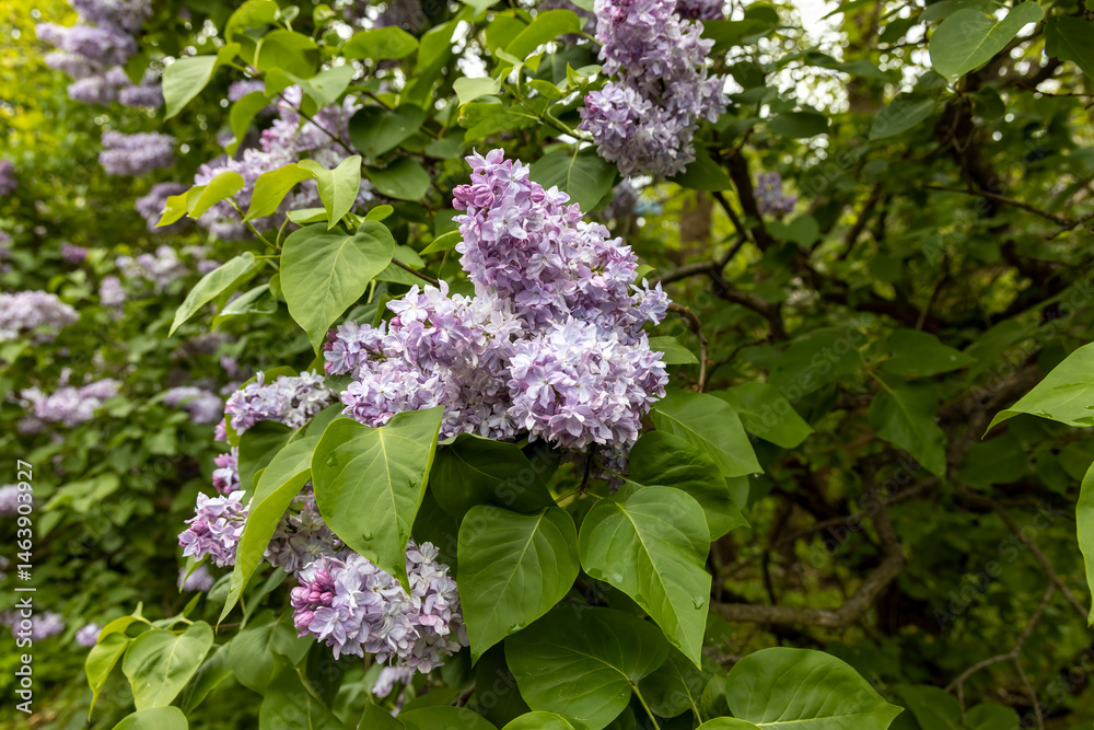 Purple lilac blossoms on leafy shrub in spring garden