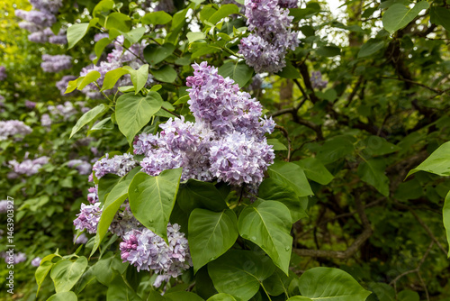 Obraz na płótnie Purple lilac blossoms on leafy shrub in spring garden w salonie