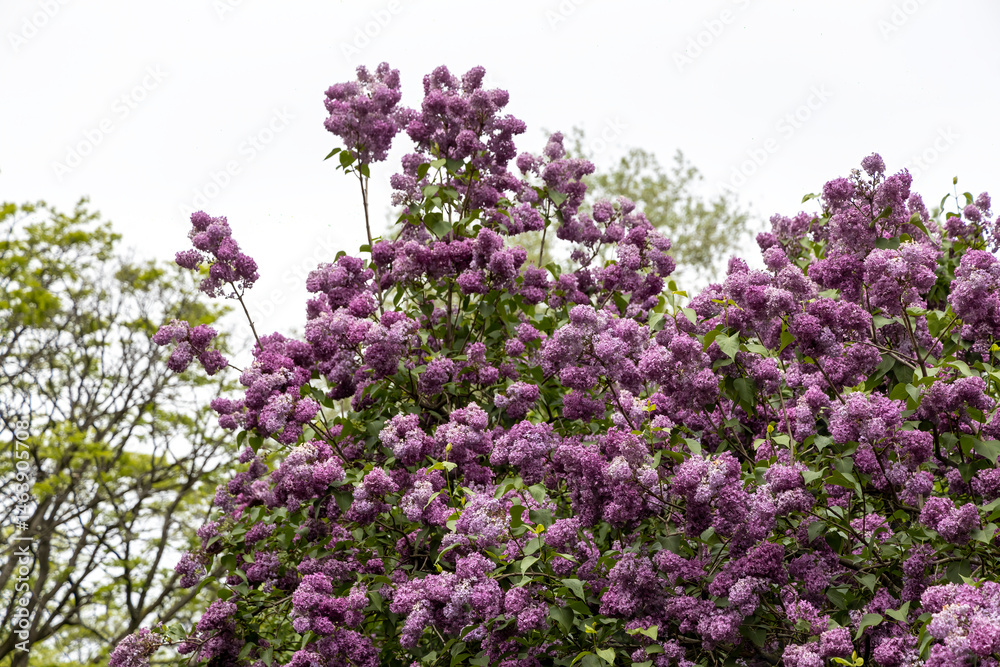 Purple lilac blossoms on tree under overcast spring sky
