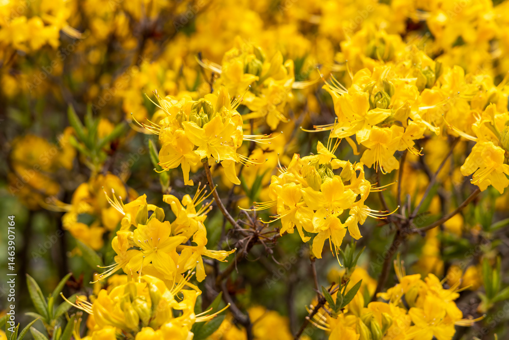 Close up yellow azalea flowers blooming in spring garden Close up yellow azalea flowers blooming in spring garden