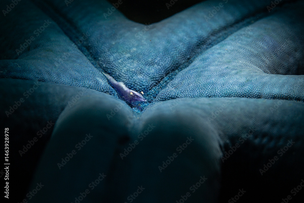 Fototapeta premium Starfish shrimp (Zenopontonia soror) is widespread in the Indo-Pacific Ocean. The color can vary and depends on their starfish host