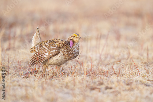 Sharp-Tailed Grouse in Natural Habitat Displaying Plumage and Co