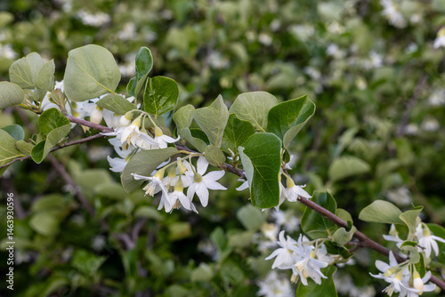 Bear hazelnut.Styrax is a genus of about 130 species of large shrubs or small trees in the family Styracaceae.
