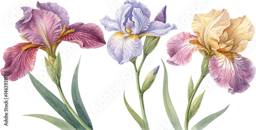 Watercolor Irises