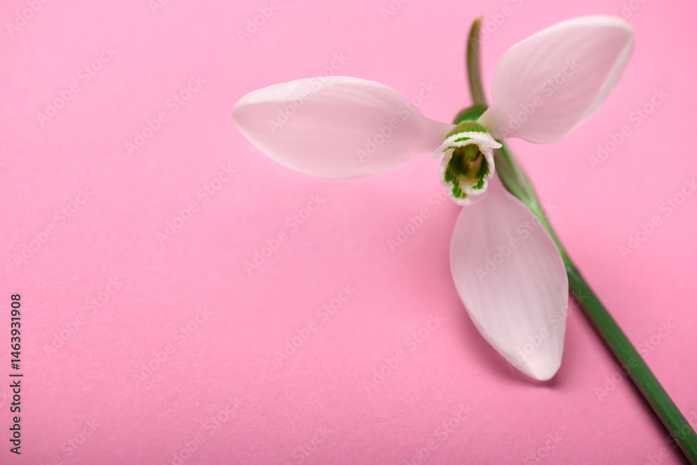 blooming snowdrop flower on a pink color backdrop, studio photo, abstract floral background