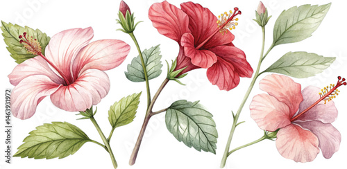 Watercolor Hibiscus Flowers