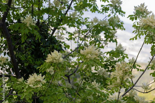 Bild auf Leinwand Tree lilac
