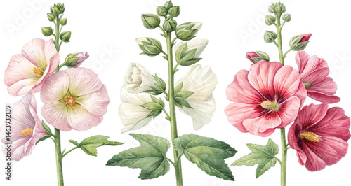 Watercolor Hollyhocks