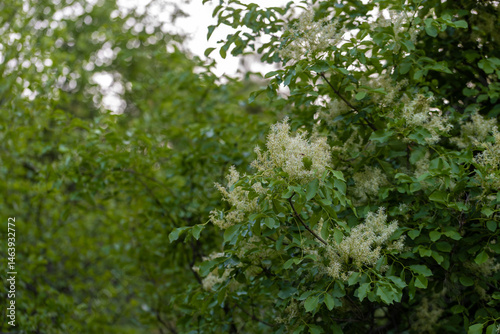 Tree lilac. Japanese tree lilac, Syringa reticulata, is a species of flowering plant in the family Oleaceae. It is native to East Asia and grown as an ornamental plant in Europe and North America.